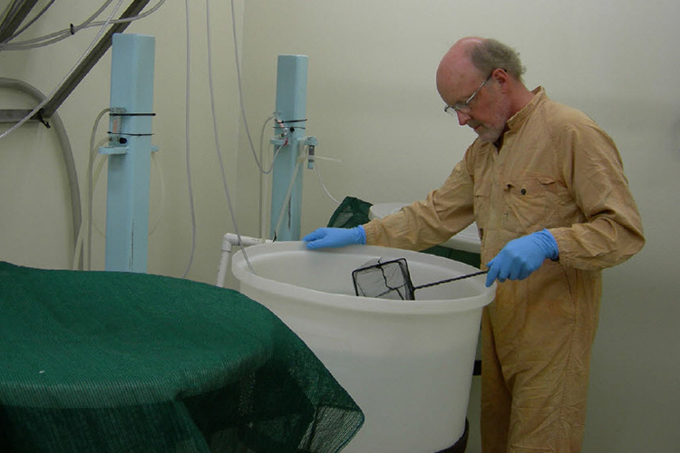 Person using a net in a large plastic tub Person using a net in a large plastic tub