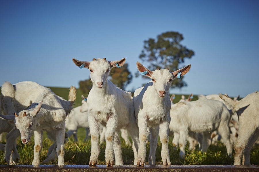 cute goats standing in a field cute goats standing in a field