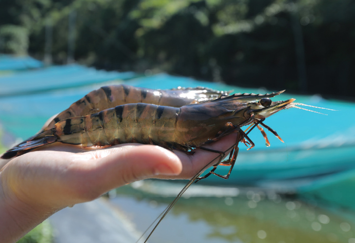 2 large prawns on a person's palm. 2 large prawns on a person's palm.